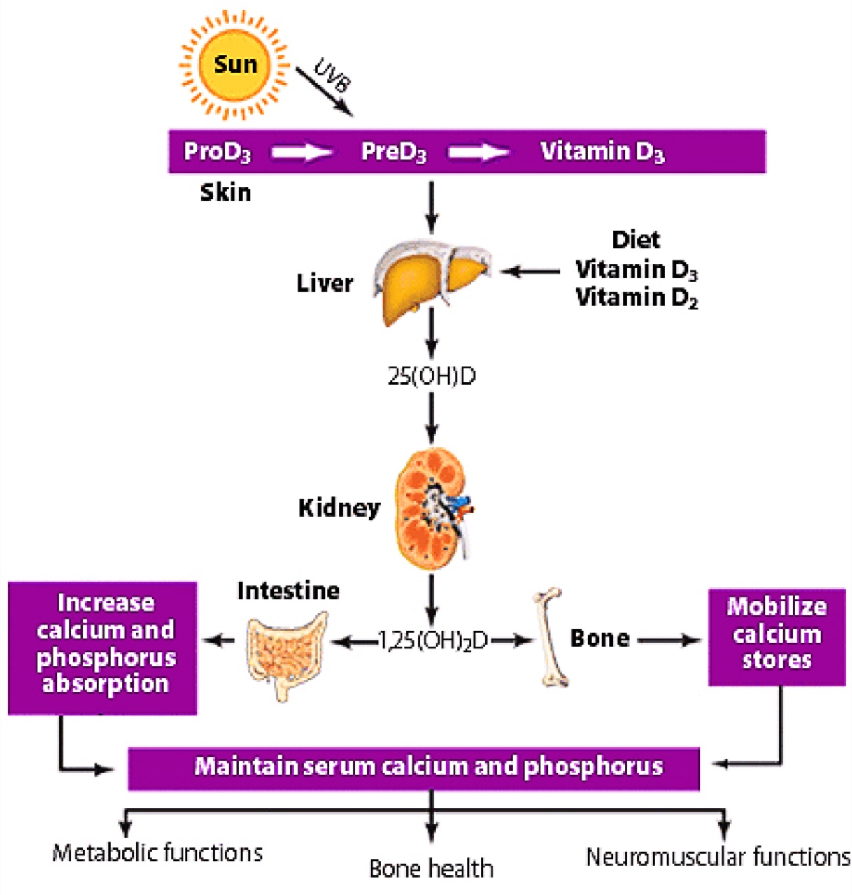 Vitamin D 3