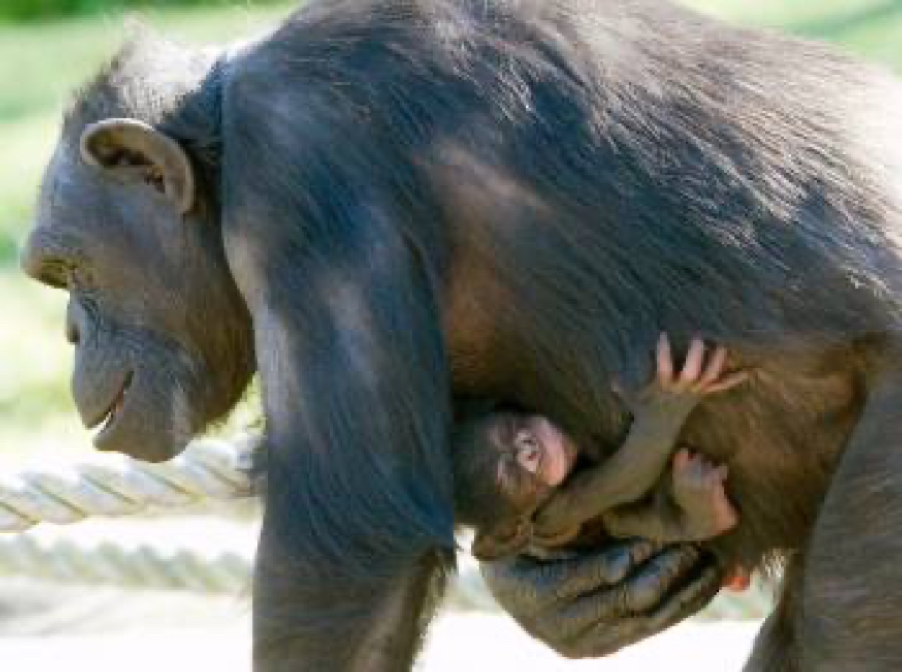 chimpbaby small