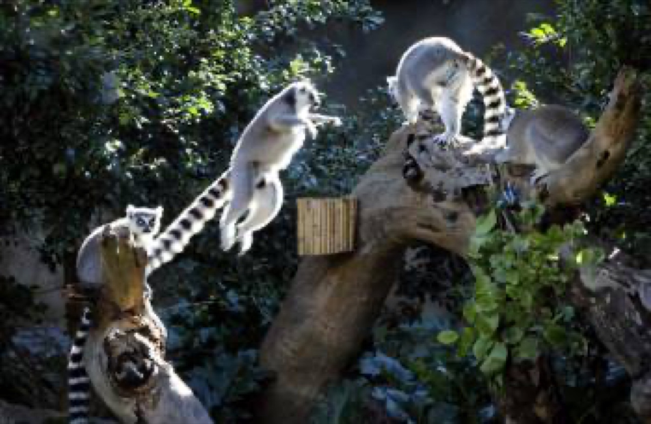 lemurs small
