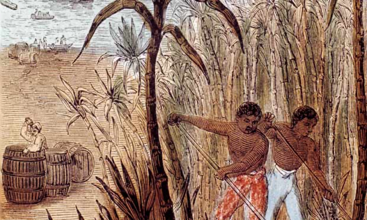 Slaves cultivating sugar cane in the West Indies